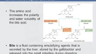 3B 811 Emulsification Lipids Bile Acids [upl. by Moule]