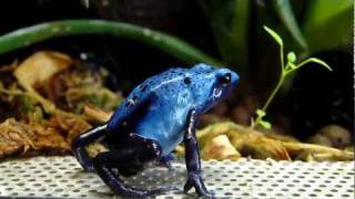 Dendrobates Azureus Blue Dart Frog [upl. by Rep]