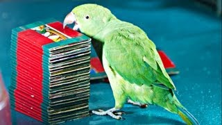 Parrot Picks Tarot Card Kili Josiyam in Madurai India [upl. by Mannie]