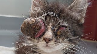 Massive Botfly Maggot Removed From Kittens Eye [upl. by Gildas]