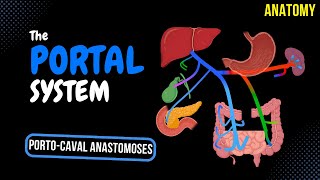 Portal Venous System EASY Scheme  Anatomy [upl. by Ysac]