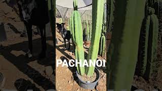 Medicactus Department of Education Trichocereus Pachanoi [upl. by Mosira]