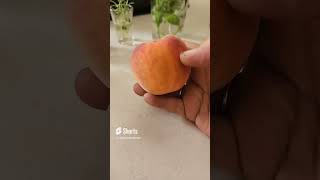 First home grown peach [upl. by Weinreb670]