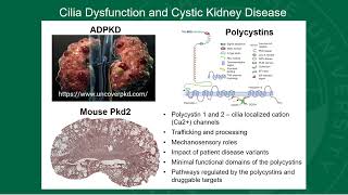 Yoder Lab Research Extended [upl. by Grenville]