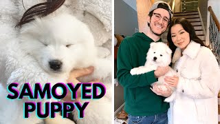 Getting A Samoyed Puppy  The First 24 Hours [upl. by Eitsrik191]