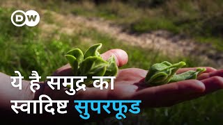 समुद्री शैवाल में स्वाद और पोषण का खजाना The edible future from the sea Seaweed [upl. by Delgado]