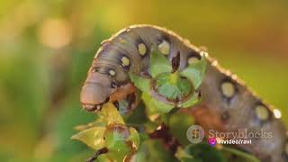 Carnivorous Caterpillars The Insect Worlds Unseen Predators [upl. by Riatsila319]