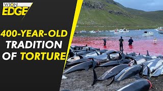 1500 dolphins killed in largest massacre in Denmark  WION Latest News  English News [upl. by Myranda903]