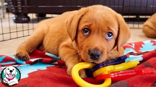 THE CUTEST LABRADOR VIDEOS OF 2020 [upl. by Gerstner62]