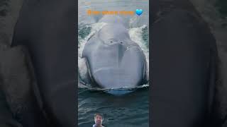 bluewhaleshortvideoshortfeedanimalsanimalsoceannature [upl. by Leitao126]