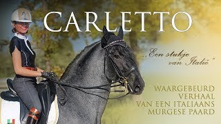 HET VERHAAL VAN CARLETTO  Waargebeurd Verhaal van een Italiaans Murgese Paard [upl. by Barb795]