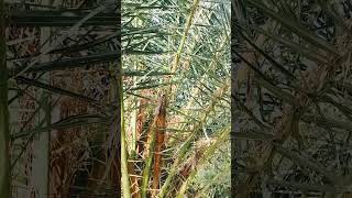 Massive Date palm  leaves and close view [upl. by Niarfe]