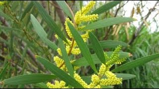 Acacia longifolia  Mimosa à longue feuille  Mimosa chenille  Plante méditeranéenne [upl. by Joerg]