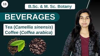 Economic Botany  BEVERAGES  Tea  Coffee  B Sc amp M Sc [upl. by Aelram]