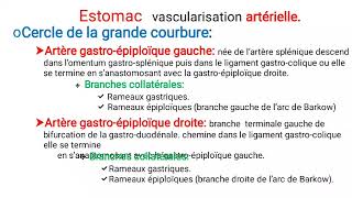 UE2 Anatomie Digestiveبالعربية  5 Anatomie de lEstomac  Part 3 Vascularisation [upl. by Eitsirc]