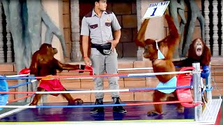 Orangutan Boxing and Can Be Make Fun at the Zoo Show [upl. by Burnside13]