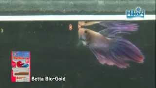 Betta eating Hikari Betta BioGold [upl. by Fevre]