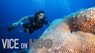 Scientists Are Breeding Super Coral That Can Survive Climate Change [upl. by Uni503]