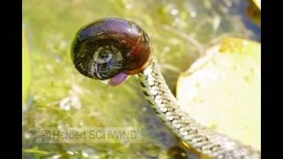 Junge Ringelnatter fängt Posthornschnecke [upl. by Tade]