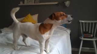 Jack Russell Terrier Filo trying to howl [upl. by Charisse]