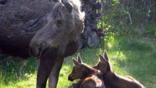 Twin Baby Moose in Sprinkler  more footage no music [upl. by Sidonie]