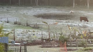 FROST damage 🥶 subtropical food forest [upl. by Nnylyrehc]