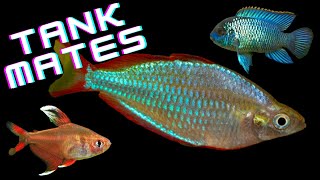 Top 10 Dwarf Neon Rainbowfish Tank Mates  AKA Praecox Rainbowfish [upl. by Ennaesor192]