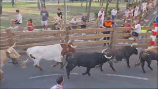 Sexto Encierro Fiestas de Tudela 2024 [upl. by Raasch]