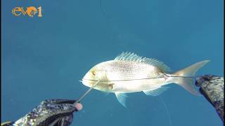 WILD SPEARS  Mediterranean Spearfishing  Lebanon  Episode 7  HD [upl. by Ericka]