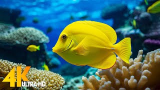 Aquarium 4K VIDEO ULTRA HD 🐠 Beautiful Coral Reef Fish  Relaxing Sleep Meditation Music 19 [upl. by Burger]