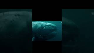 Spinosaurus vs Dunkleosteus spinosaurus dunkleosteus shorts shortvideo prehistoricseacreatures [upl. by Price]