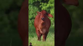 cow🙏 cow gausevasangh animals gausevadham farmer bull gau savegir farming gausevasamiti [upl. by Wilhelmina]