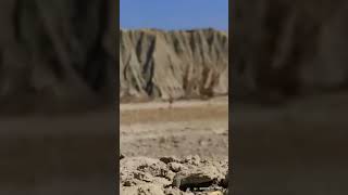 Hunting in Balochistanpasnifalconrycatching falcon [upl. by Novla]