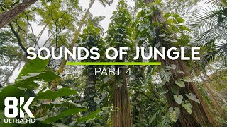 Incredible Jungle Sounds 8K  Exotic Birds Singing in Tropical Rainforest 8 HOURS  Part 4 [upl. by Nauqes]