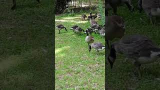 Five Minute Goose Parade Multiple families lots of goslings and possibly me geese birds bird [upl. by Dlorej]