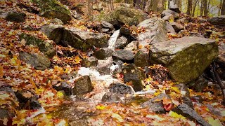 🌊🍁 Ultimate Autumn Stream Relaxation  3H Soothing Water amp Foliage 🍂🌧️ 4K 60FPS [upl. by Aggarwal]