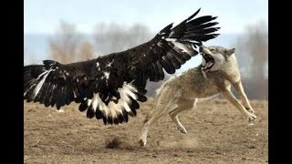 Aigle vs loup Attaque [upl. by Ardnik]