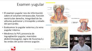 Examen yugular [upl. by Naxor]