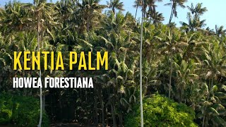 Kentia palm  Howea forestiana [upl. by Aehs]