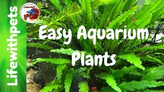 Easy Aquarium Plants [upl. by Curnin596]