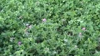 Red Clover Herb Harvesting Herbs Drying Herbs [upl. by Ellord]