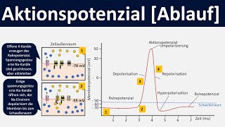 Aktionspotential Ablauf Depolarisation Repolarisation Hyperpolarisation  Biologie Oberstufe [upl. by Ravel]