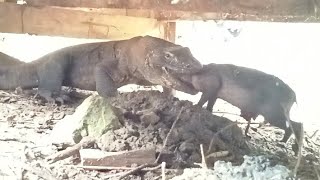 very lucky😱 komodo swallowed a baby wild pig that was still alive [upl. by Ahsa56]