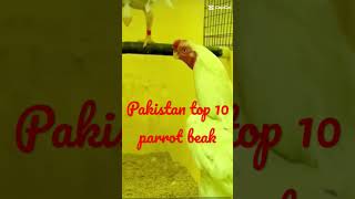 pakistan tpo 10 parrot beak aseel birdsaseel murgasanctuary birdsviralvideo [upl. by Skiest]