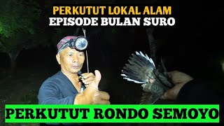 BULAN SURO MENCARI PERKUTUT LOKAL ALAM DAPATNYA RONDO SEMOYO [upl. by Esimehc]