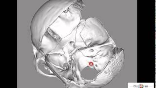 foramen jugulare [upl. by Attiuqahs299]