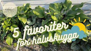 ⛅️ 5 PERENNER FÖR HALVSKUGGA  mina tips [upl. by Ynelram372]