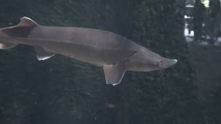 Sterlet sturgeon Fish  Acipenser ruthenus [upl. by Christen]