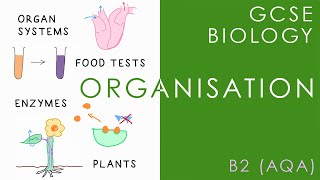 ORGANISATION  GCSE Biology AQA Topic B2 [upl. by Ruffi]