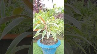 Best method of cordyline PropagationBest method propagation tipsshotsytshorts gardentrendyt [upl. by Yram]